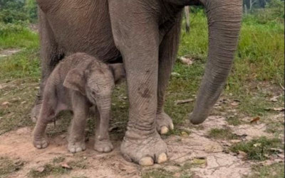 uploads/news/2026/09/bayi-gajah-sumatra-dilahirkan-628175893e0b669_400.jpeg