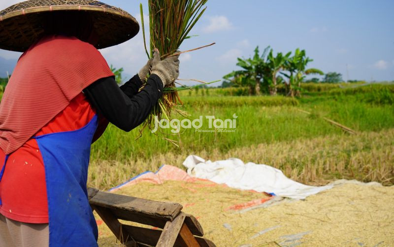 uploads/news/2026/09/buruh-tani-kini-bisa-56380ebbc938b9b.jpeg