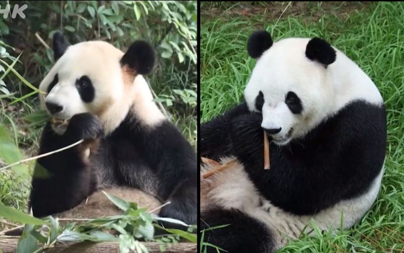 uploads/news/2026/09/dua-ekor-panda-cina-1851592e7a45080.jpg