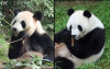uploads/news/2026/09/dua-ekor-panda-cina-1851592e7a45080_100.jpg