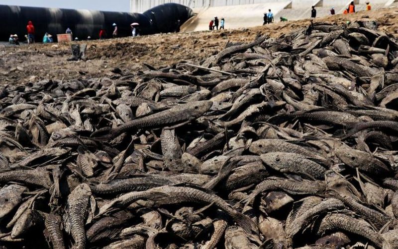 uploads/news/2026/09/fenomena-kemarau-ikan-sapu-sapu-195862564f02145.jpeg
