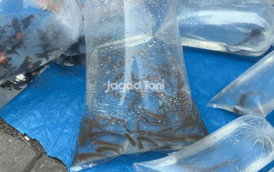 uploads/news/2026/09/ikan-gabus-sawah-si-48819f989846807_400.jpeg