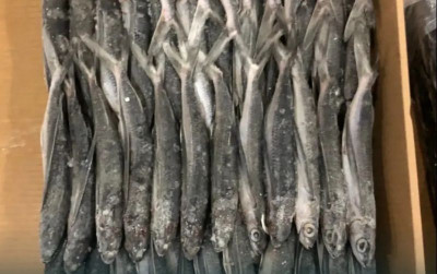 uploads/news/2026/09/ikan-terbang-sulawesi-selatan-272827adb353f3d_400.jpeg