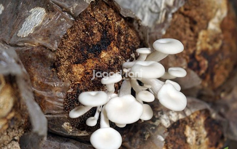 uploads/news/2026/09/jamur-dinilai-potensial-jadi-553227d7fe8fbc5.jpg