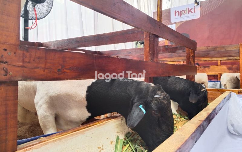 Jangkauan Ceruk Pasar Peternakan Indonesia Bisa Diperluas