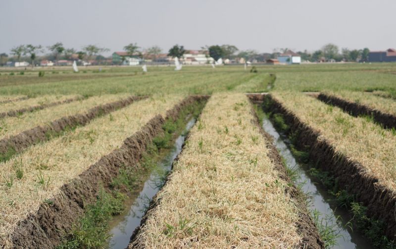 uploads/news/2026/09/kemarau-waspadai-serangan-janda-692206d51327048.jpeg