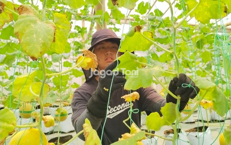 uploads/news/2026/09/kenali-hama-musim-kemarau-musim-4498043f83d9c58.jpg