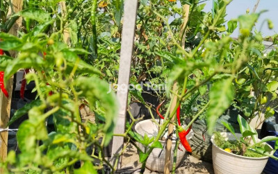 uploads/news/2026/09/musim-kemarau-petani-harus-83259825838f6f7_400.jpg