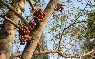 uploads/news/2026/09/penanaman-pohon-elo-bambu-jadi-4333285f1382c66_400.jpg