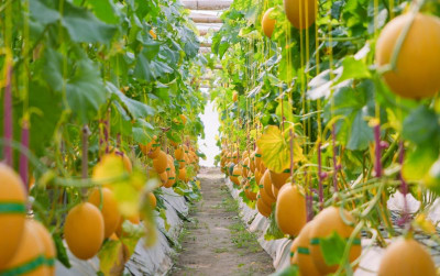 uploads/news/2026/09/petani-milenial-klaten-kembangkan-3801748b382e51e_400.jpg