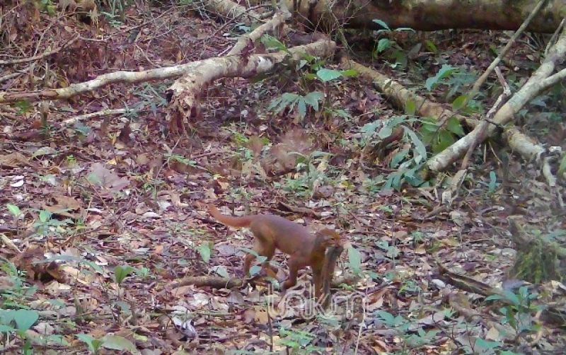 uploads/news/2026/09/satwa-misterius-kalimantan-catopuma-49575ce77124136.jpg