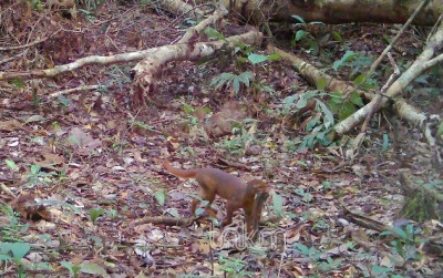 uploads/news/2026/09/satwa-misterius-kalimantan-catopuma-49575ce77124136_400.jpg