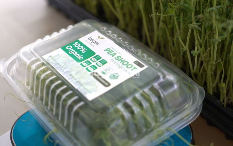 uploads/news/2026/09/tips-memasarkan-sayuran-microgreens-514735a586d8c3c.jpeg