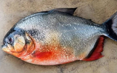 uploads/news/2026/09/warga-malaysia-dihebohkan-ikan-78606c4e9173f89_400.jpg