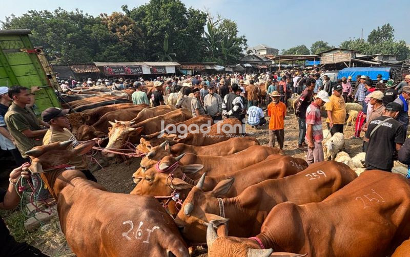 uploads/news/2026/09/waspadai-brucellosis-sapi-bisa-6035701b38e1a0b.jpeg
