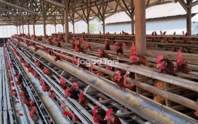 uploads/news/2026/10/anomali-harga-daging-telur-ayam--15917bfc307f3f7_400.jpeg
