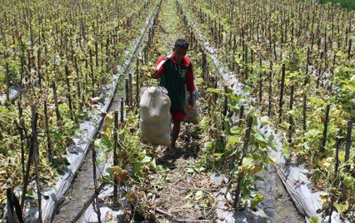 uploads/news/2026/10/bantuan-pertanian-jatim-capai-7477865a66feb0e_400.jpg