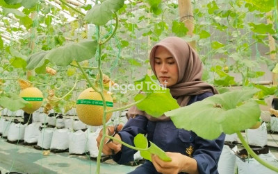 uploads/news/2026/10/budidaya-melon-iklim-tropis--7668231365387db_400.jpg