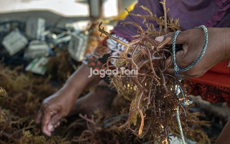 uploads/news/2026/10/indonesia-buka-peluang-tilapia-rumput-5782853a981f0d8.jpg