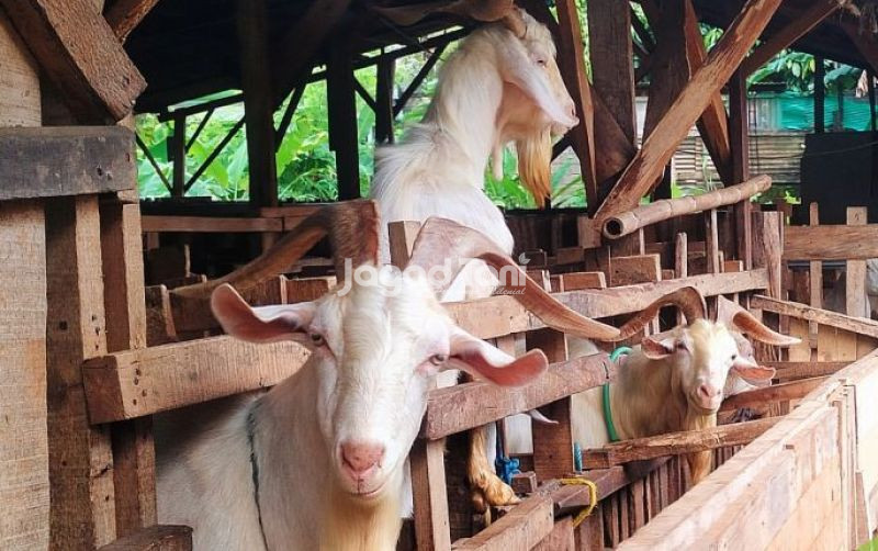uploads/news/2026/10/kambing-dan-domba-indonesia-33831e7a7561520.jpg