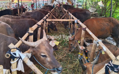 uploads/news/2026/10/keberlanjutan-ketersediaan-pakan-hijauan-953381bcb12e322_400.jpeg
