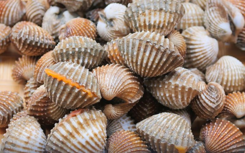 uploads/news/2026/10/kerang-dara-gorontalo-diminati-672218b1663eb69.jpg
