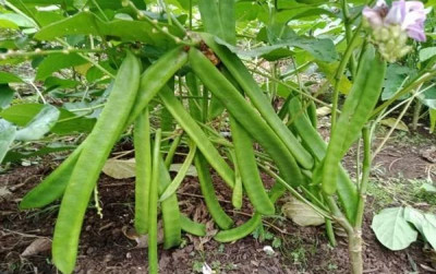 uploads/news/2026/10/koro-pedang-alternatif-pakan-87820ccd4eb041b_400.jpg