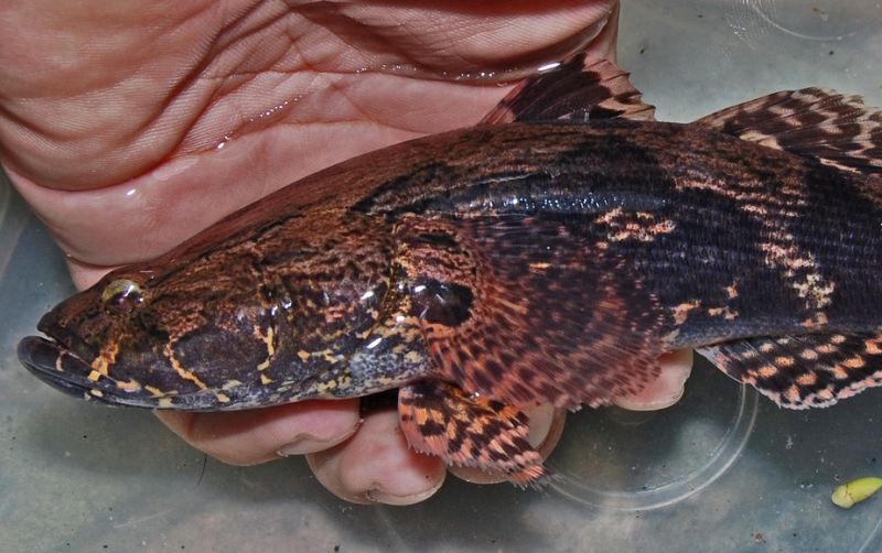 uploads/news/2026/10/mengapa-ikan-bloso-dijuluki-83925d7b2d77a0d.jpg