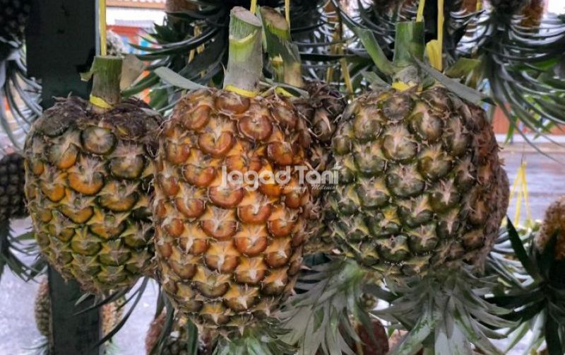 uploads/news/2026/10/pemanfaatan-kulit-nanas-jadi-305135528e2a8ab.jpg