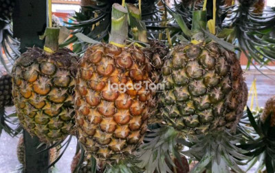 uploads/news/2026/10/pemanfaatan-kulit-nanas-jadi-305135528e2a8ab_400.jpg