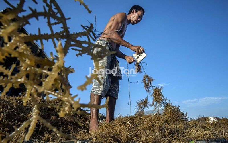 uploads/news/2026/10/rantai-nilai-industri-rumput-7112014da1df036.jpg