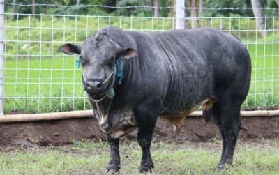 uploads/news/2026/10/sapi-gama-disiapkan-untuk-205569da89f340d_400.jpeg