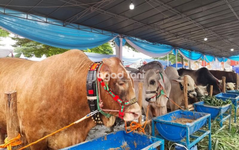 uploads/news/2026/10/strategi-pertahankan-pakan-sapi-95340b6a51c8e67.jpg