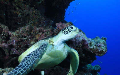 uploads/news/2026/10/temuan-penyu-di-bali--246837f7f8a561e_400.jpg