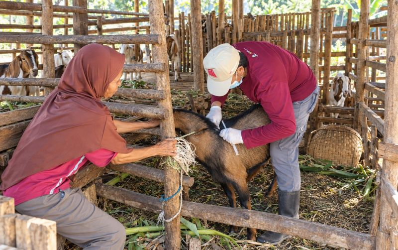 uploads/news/2026/10/ternak-mati-mendadak-jangan-4337862ceab390a.jpeg