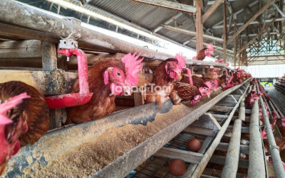 uploads/news/2026/10/tiga-pabrik-tepung-telur-tepung-51057a9e9d8a494_400.jpg