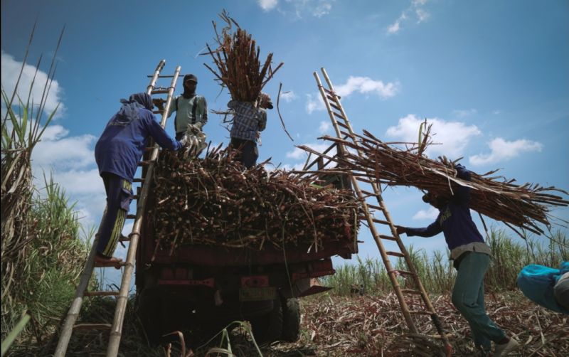 uploads/news/2026/10/tingkatkan-produktivitas-ratoon-tebu-978532099af6305.jpg