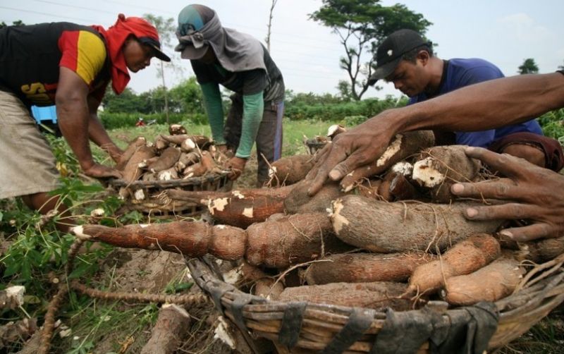 uploads/news/2026/10/tutup-impor-harga-singkong-48248e723e5b744.jpg