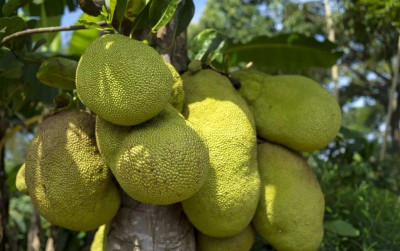 uploads/news/2026/10/yogyakarta-kekurangan-nangka-muda-11603f1ce082259_400.jpg
